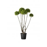 FLORA BOXWOOD LARGE